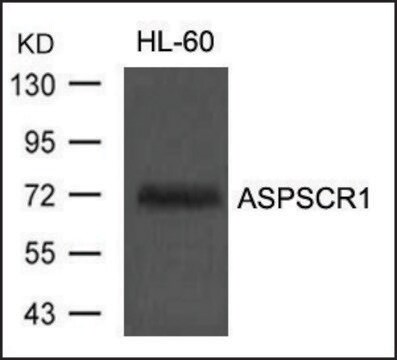 Anti-ASPSCR1 antibody produced in rabbit affinity isolated antibody