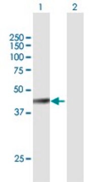 Anti-FBXW4 antibody produced in mouse purified immunoglobulin, buffered aqueous solution