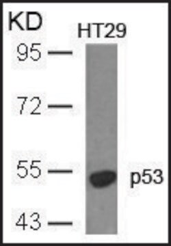 Anti-TP53 (Ab-18) antibody produced in rabbit affinity isolated antibody