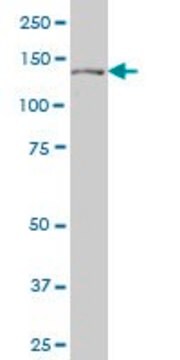 ANTI-PTCH antibody produced in mouse clone 3B3, purified immunoglobulin, buffered aqueous solution