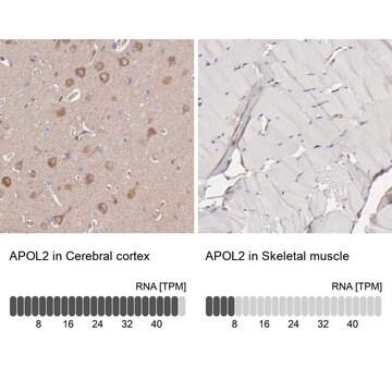 Anti-APOL2 antibody produced in rabbit Prestige Antibodies&#174; Powered by Atlas Antibodies, affinity isolated antibody, buffered aqueous glycerol solution