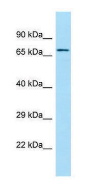 Anti-SGPL1 (C-terminal) antibody produced in rabbit affinity isolated antibody