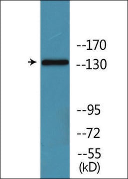 Anti-phospho-EGFR (pSer1026) antibody produced in rabbit affinity isolated antibody