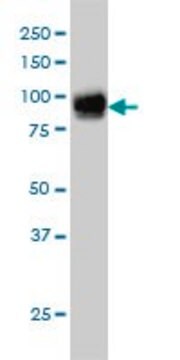 Monoclonal Anti-FBLN1 antibody produced in mouse clone 4C9, purified immunoglobulin, buffered aqueous solution