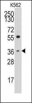 Anti-THPO (C-term) antibody produced in rabbit saturated ammonium sulfate (SAS) precipitated, buffered aqueous solution