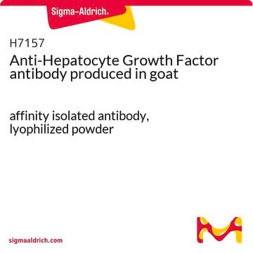 Anti-Hepatocyte Growth Factor antibody produced in goat affinity isolated antibody, lyophilized powder