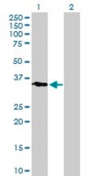 Anti-KLK11 antibody produced in mouse purified immunoglobulin, buffered aqueous solution