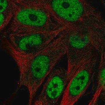 Anti-GAL3ST4 antibody produced in rabbit Prestige Antibodies&#174; Powered by Atlas Antibodies, affinity isolated antibody