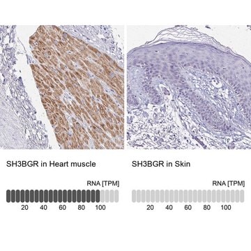 Anti-SH3BGR antibody produced in rabbit Prestige Antibodies&#174; Powered by Atlas Antibodies, affinity isolated antibody, buffered aqueous glycerol solution