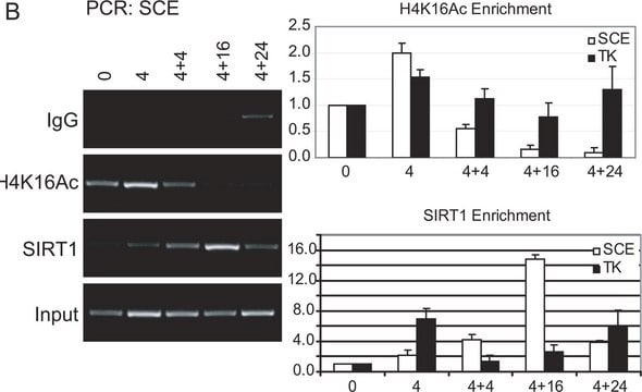 Anticorps anti-acétyl-histone H4 (Lys16) Upstate&#174;, from rabbit