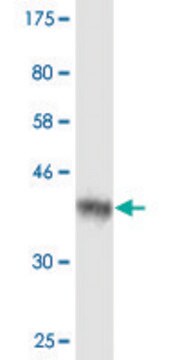 Monoclonal Anti-AIP antibody produced in mouse clone 3D3, purified immunoglobulin, buffered aqueous solution