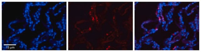 Anti-CRIP2 antibody produced in rabbit affinity isolated antibody