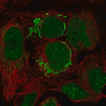 Anti-Fam171B Antibody Produced In Rabbit Prestige Antibodies&#174; Powered by Atlas Antibodies, affinity isolated antibody, buffered aqueous glycerol solution