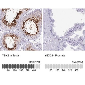 Anti-YBX2 antibody produced in rabbit Prestige Antibodies&#174; Powered by Atlas Antibodies, affinity isolated antibody, buffered aqueous glycerol solution