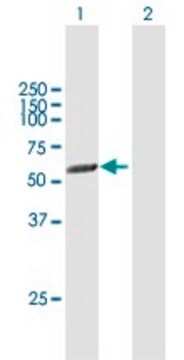 Anti-PICK1 antibody produced in mouse purified immunoglobulin, buffered aqueous solution