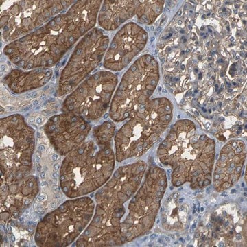 Anti-SLC13A3 antibody produced in rabbit Prestige Antibodies&#174; Powered by Atlas Antibodies, affinity isolated antibody, buffered aqueous glycerol solution