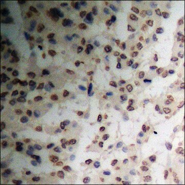 Anti-phospho-SHIP1 (pTyr1021) antibody produced in rabbit affinity isolated antibody