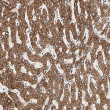 Anti-PDIA4 antibody produced in rabbit Prestige Antibodies&#174; Powered by Atlas Antibodies, affinity isolated antibody, buffered aqueous glycerol solution, Ab2