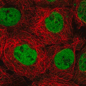 Anti-MBD2 antibody produced in rabbit Prestige Antibodies&#174; Powered by Atlas Antibodies, affinity isolated antibody