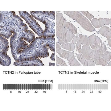 Anti-TCTN2 antibody produced in rabbit Prestige Antibodies&#174; Powered by Atlas Antibodies, affinity isolated antibody, buffered aqueous glycerol solution