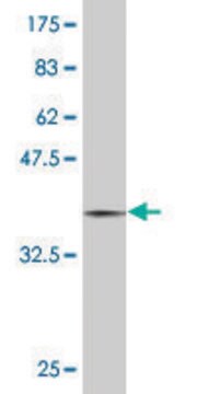 Monoclonal Anti-MAP2K3 antibody produced in mouse clone 2F12, purified immunoglobulin, buffered aqueous solution