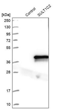 Anti-SULT1C2 antibody produced in rabbit Prestige Antibodies&#174; Powered by Atlas Antibodies, affinity isolated antibody, buffered aqueous glycerol solution