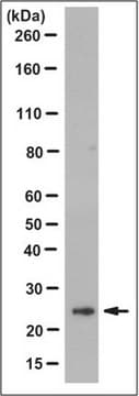 Anti-HGPRT Antibody, clone 13H11.1 clone 13H11.1, from mouse