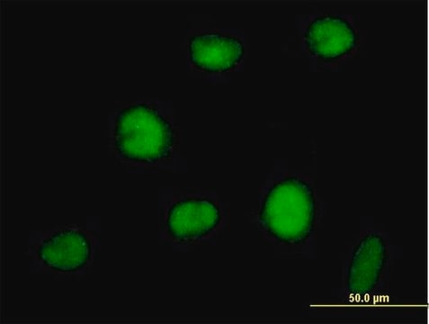 Anti-RNF144 antibody produced in mouse IgG fraction of antiserum, buffered aqueous solution