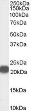 Anti-PEBP1/RKIP (Internal) antibody produced in goat affinity isolated antibody, buffered aqueous solution