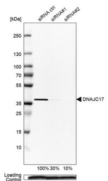 Anti-DNAJC17 antibody produced in rabbit Prestige Antibodies&#174; Powered by Atlas Antibodies, affinity isolated antibody, buffered aqueous glycerol solution