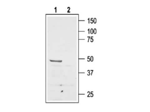 Anti-AT2 Receptor Antibody Chemicon&#174;, from rabbit