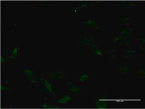 Monoclonal Anti-MUTYH, (C-terminal) antibody produced in mouse clone 1C8, purified immunoglobulin, buffered aqueous solution