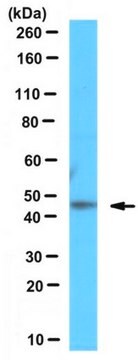 Anti-THAP11 Antibody serum, from rabbit