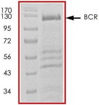 BCR (1-695), GST tagged human recombinant, expressed in baculovirus infected Sf9 cells, &#8805;70% (SDS-PAGE), buffered aqueous glycerol solution