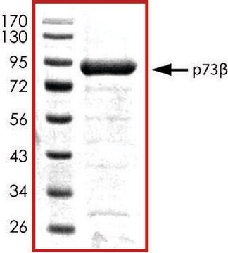 P73b, GST tagged human recombinant, expressed in baculovirus infected Sf9 cells, &#8805;70% (SDS-PAGE), buffered aqueous glycerol solution