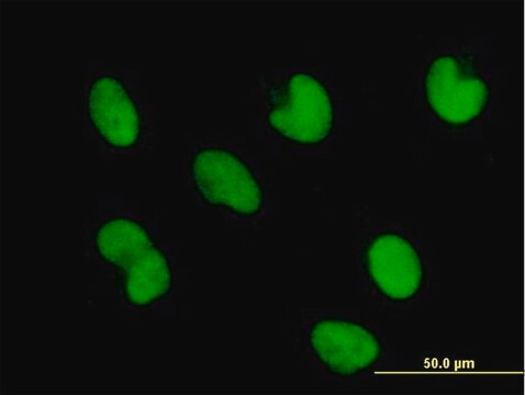 Anti-ZNF165 antibody produced in mouse purified immunoglobulin, buffered aqueous solution