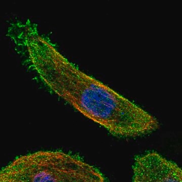 Anti-MAP2K7 antibody produced in rabbit Prestige Antibodies&#174; Powered by Atlas Antibodies, affinity isolated antibody