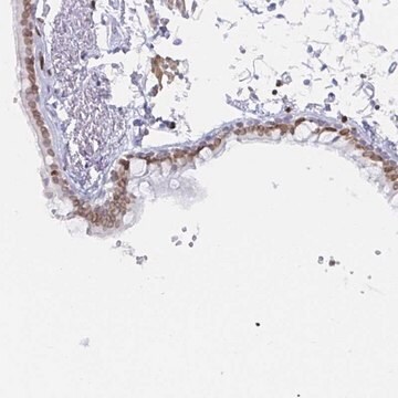 Anti-LMNB1 antibody produced in rabbit Prestige Antibodies&#174; Powered by Atlas Antibodies, affinity isolated antibody, buffered aqueous glycerol solution