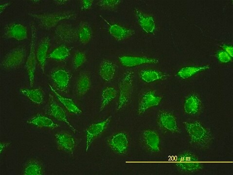 Monoclonal Anti-UBE2G1 antibody produced in mouse clone 1C12-1B2, purified immunoglobulin, buffered aqueous solution