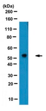 Anti-SHMT1 Antibody from sheep, purified by affinity chromatography