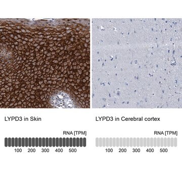 Anti-LYPD3 antibody produced in rabbit Prestige Antibodies&#174; Powered by Atlas Antibodies, affinity isolated antibody, buffered aqueous glycerol solution