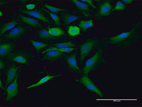 Anti-ST13 antibody produced in mouse IgG fraction of antiserum, buffered aqueous solution