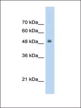 Anti-TCF3 (AB2) antibody produced in rabbit IgG fraction of antiserum