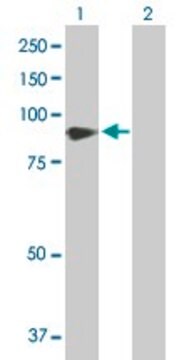 Anti-VASN antibody produced in rabbit purified immunoglobulin, buffered aqueous solution