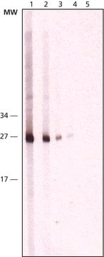 Monoclonal Anti-Cathepsin K 小鼠抗 ~2&#160;mg/mL, clone CL124-1H6, purified immunoglobulin, buffered aqueous solution