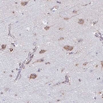 Anti-TMEM241 antibody produced in rabbit Prestige Antibodies&#174; Powered by Atlas Antibodies, affinity isolated antibody, buffered aqueous glycerol solution