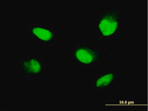 ANTI-ZNF207 antibody produced in mouse clone 1A2, purified immunoglobulin, buffered aqueous solution