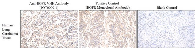 Alpaca Anti-EGFR, recombinant single domain Antibody recombinant Alpaca (VHH) Nano antibody