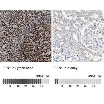 抗-FEN1 兔抗 Prestige Antibodies&#174; Powered by Atlas Antibodies, affinity isolated antibody, buffered aqueous glycerol solution