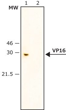 Anti-VP16 antibody produced in rabbit IgG fraction of antiserum, buffered aqueous solution